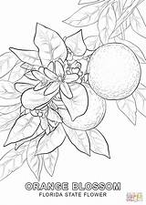 Coloring Florida State Pages Tree Flower Cherry Printable Drawing Getcolorings Color Kids sketch template