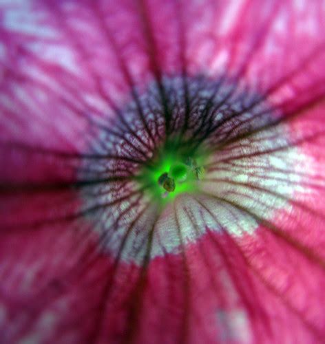 flower   flower macro  colors   flickr