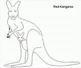 Kangaroo Coloring Pages Animal Kids sketch template