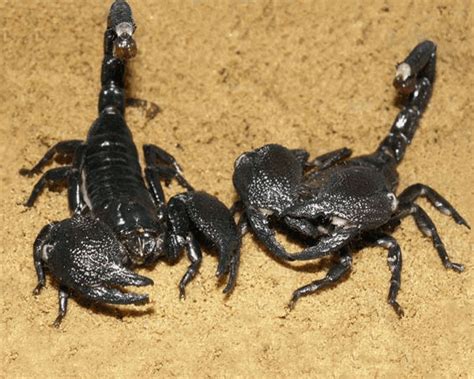 scorpion  biggest animals kingdom