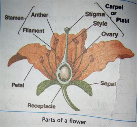 male parts   flower labeled pics diagram printabel