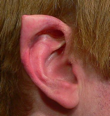 silicone elf ears  mbielaczyc  deviantart