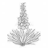 Yucca Yuca Filamentosa Manojo Brote Adornado Aguja Bunch Needle Ornate Bud Aislados Adan Clip Contorno Alpinum Foglie Fiore Edelweiss Leontopodium sketch template