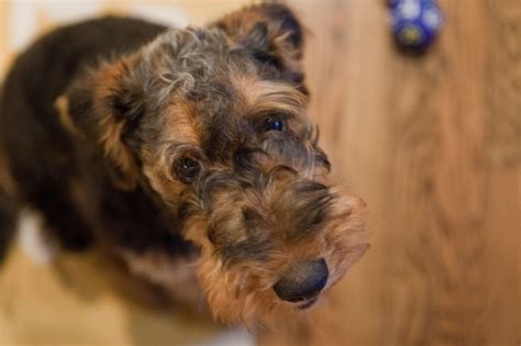 airedale terrier information dog breeds  thepetowners