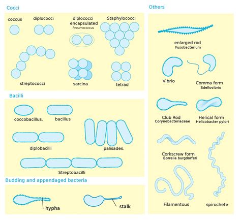 bacteria shape size structure   membrane microbiology notes