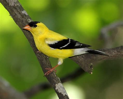 american goldfinch ryan maigan birds