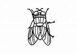 Housefly Coloring Edupics Large sketch template