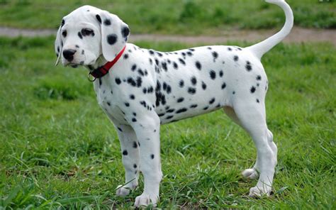 dalmatian dogslife dog breeds magazine