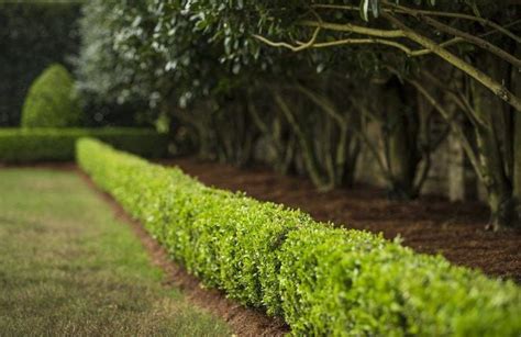 plant  privacy  tips  growing  hedge homegarden