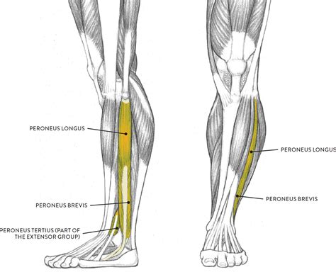 left leg lateral left  anterior  views