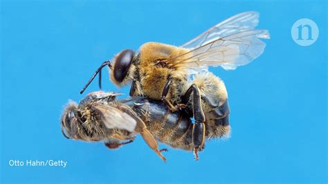 sex clouds queen bees vision research highlights