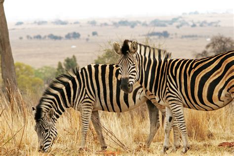 images nature grass game wildlife fauna savanna zebra