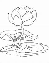 Lily Coloring Water Flower Pages Pad Outline Drawing Flowers Color Lilies Pond Kids Printable Getdrawings Print Getcolorings Popular sketch template