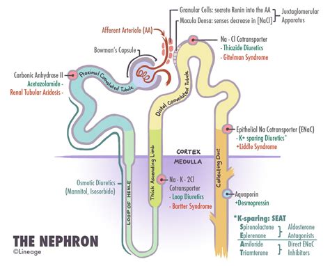 nephron renal medbullets step