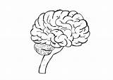 Cerebro Colorear Humano Gehirn Cuerpo Cerveau Disegno Cervello Malvorlage Hersenen Partes Kleurplaat Edupics Jaramillo Ausmalbild Figuras Imagui sketch template