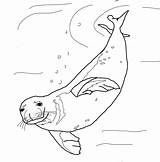 Foca Monje Nadando Seal Focas Monk sketch template