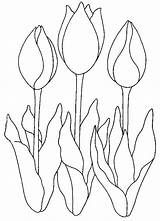 Tulipe Tulipes Coloriages Ligne sketch template