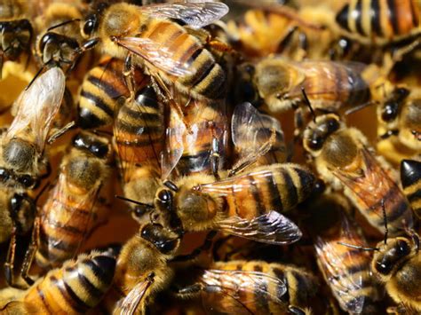 Bees Pest Control Pest Boss