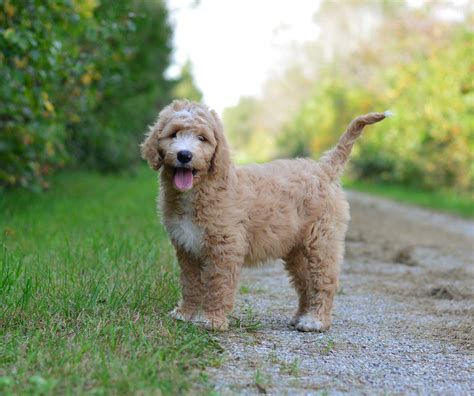 trained english goldendoodle puppies  doodle creek