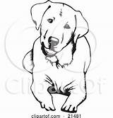 Labrador Retriever Curious Tilting sketch template