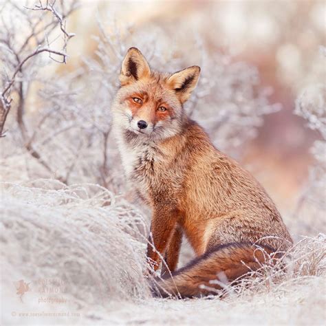 Photos Of Red Foxes Roaming Snow Covered Fairytale Lands