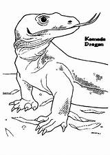 Komodo Dragon Coloring Pages Tongue Color Getcolorings Printable Getdrawings Popular sketch template