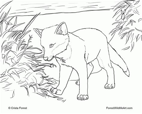cute baby fox coloring pages   cute baby fox coloring
