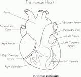 Heart sketch template