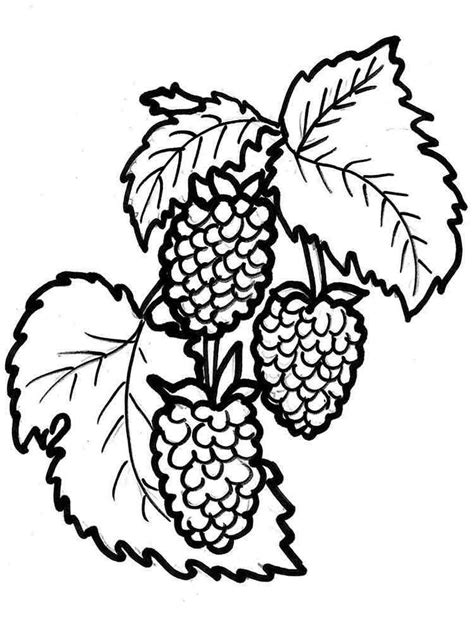 raspberries coloring pages   print raspberries coloring pages