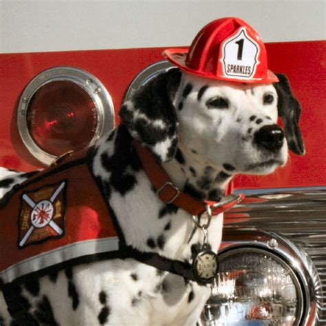 dalmatian  official fire dog fully involved stitching
