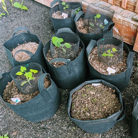 pack felt grow bag plant buckets beautiful gardening
