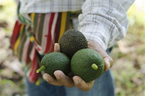 What Is The Difference Between A Male And Female Avocado Plant Hunker