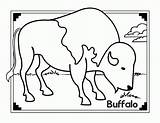 Buffalo Coloring Pages African Water Color Printable Popular Books Coloringhome Animals Comments Colouring sketch template