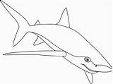 Requin Kolorowanki Rekin Tubarão Rekiny Coloriage Ballena Pintar Sharks Tiburon Animais Kolorowanka Tubarao Wydrukowania sketch template