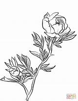 Peony Coloring Pages Drawing Line Flowers Printable Moutan Tree Getdrawings Supercoloring sketch template