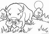 Buffalo Coloring Pages Printable sketch template