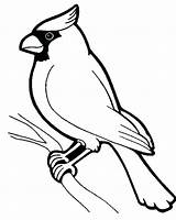Coloring Pages Robin Bird Getdrawings sketch template