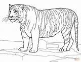 Tigre Bengala Bianca Bengal Disegnare sketch template