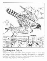 Falcon Peregrine Bird Prey Realistic Osprey sketch template