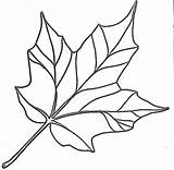 Leaf Coloring Maple Pages sketch template
