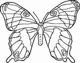 Coloring Monarch Butterfly Comments sketch template
