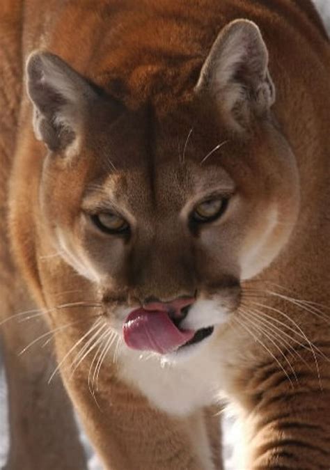 girl 11 kills cougar that trailed her brother the spokesman review