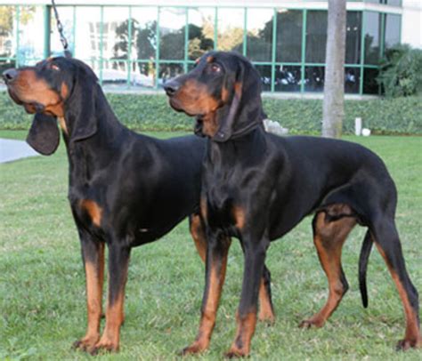 black  tan coonhound   balanced temperament  dog