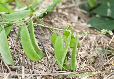 growing beans    guide ecofarming daily