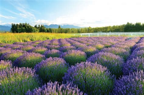 lavender farms  sequim lavender festival flower magazine
