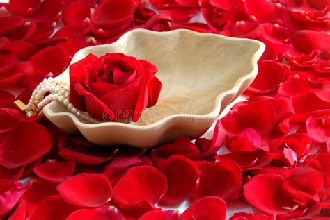 red rose flower petals spa aromatherapy stock photo image  pure