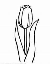 Outline Tulips Tulip Clipart Clip Pages Coloring sketch template