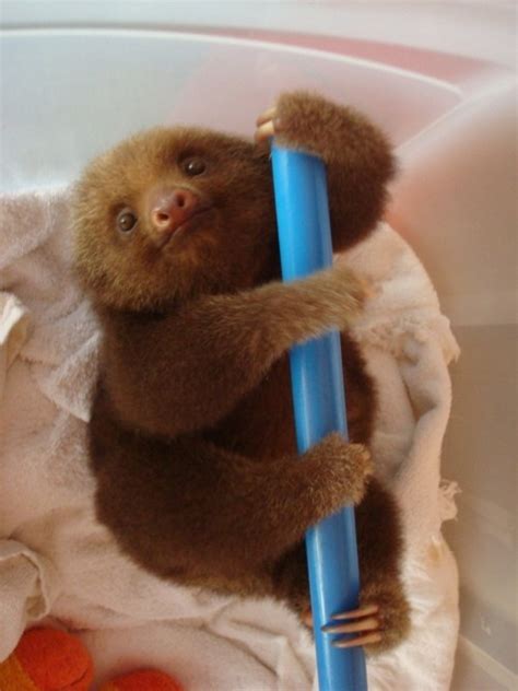 406 Best Sloths Images On Pinterest Sloth Sloths And