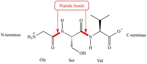 illustrated glossary  organic chemistry peptide