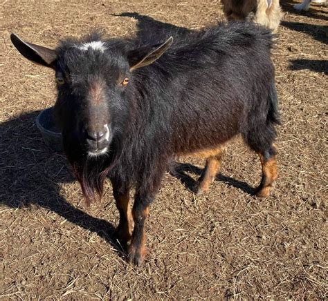Bucks Bottomley Goat Farm